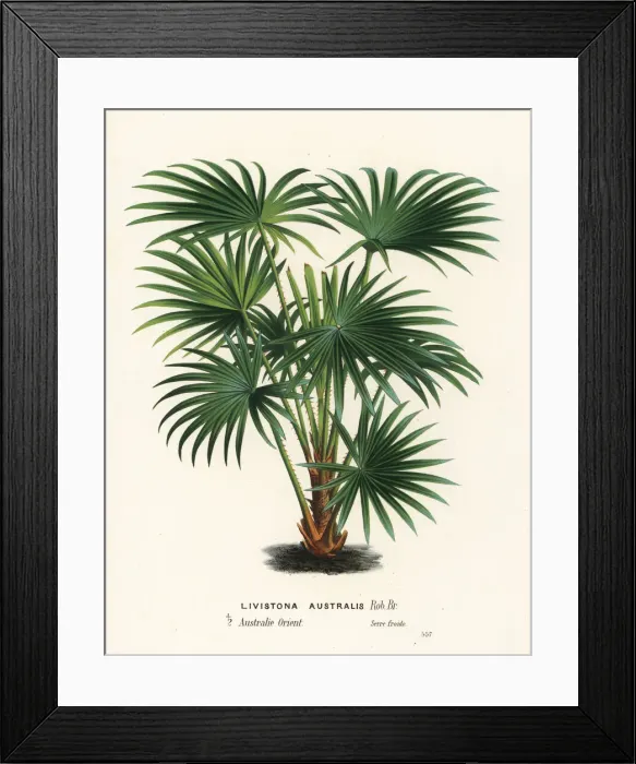 Framed Print : Cabbage tree palm, Livistona australis Framed Print : Cabbage tree palm, Livistona australis