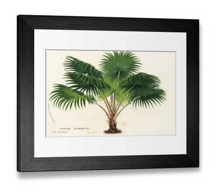 Framed Print : Round-leaf fountain palm, Saribus rotundifolius Framed Print : Round-leaf fountain palm, Saribus rotundifolius