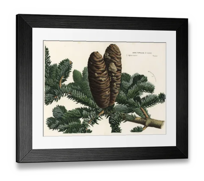 Framed Print : Algerian fir, Abies numidica. Critically endangered Framed Print : Algerian fir, Abies numidica. Critically endangered