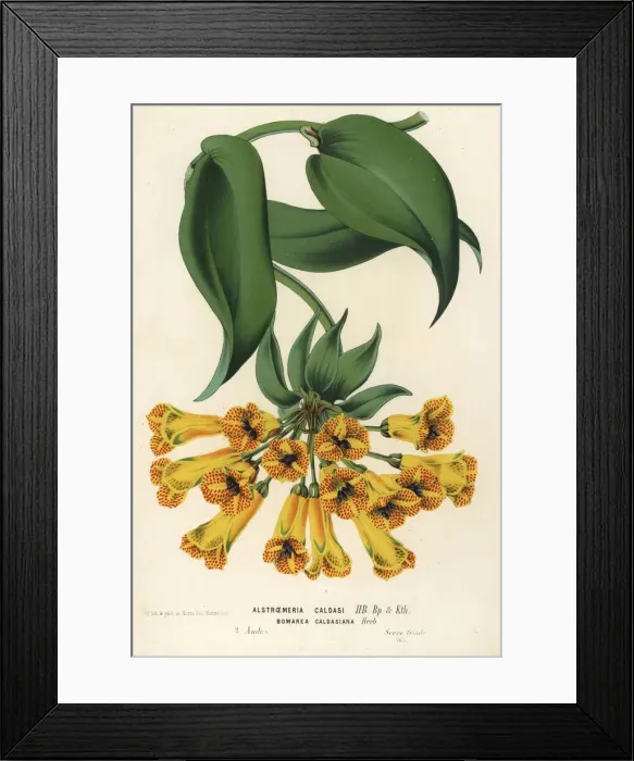 Framed Print : Bomarea multiflora Framed Print : Bomarea multiflora
