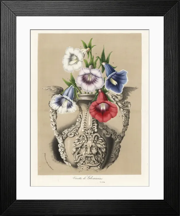 Framed Print : Varieties of Gloxinia, Sinningia speciosa, in a vase Framed Print : Varieties of Gloxinia, Sinningia speciosa, in a vase