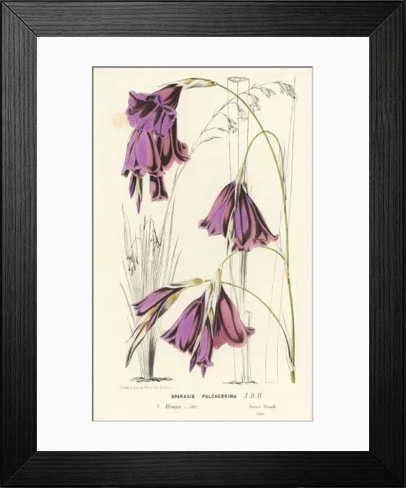 Framed Print : Fairybells, Dierama pulcherrimum Framed Print : Fairybells, Dierama pulcherrimum