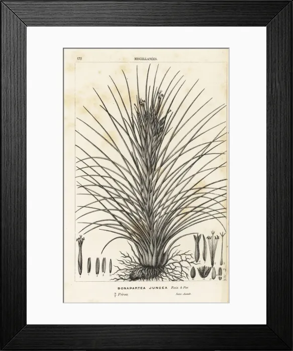 Framed Print : Airplant, Tillandsia juncea Framed Print : Airplant, Tillandsia juncea