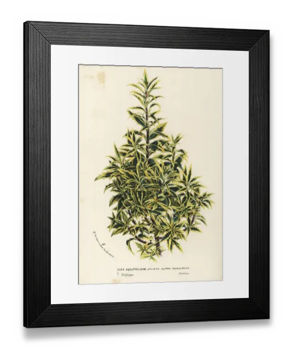 Framed Print : Golden variegated holly, Ilex aquifolium Framed Print : Golden variegated holly, Ilex aquifolium