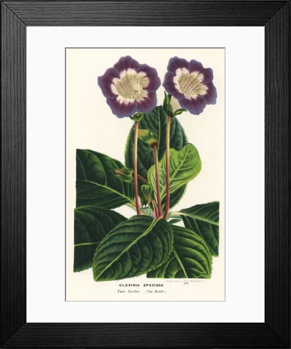 Framed Print : Gloxinia variety, Voie lactee, Sinningia speciosa Framed Print : Gloxinia variety, Voie lactee, Sinningia speciosa