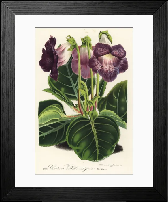 Framed Print : Gloxinia variety, violette neigeuse, Sinningia speciosa Framed Print : Gloxinia variety, violette neigeuse, Sinningia speciosa