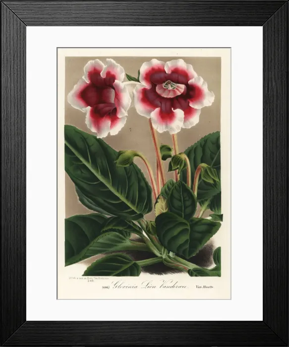 Framed Print : Gloxinia variety, Leon Vandervee, Sinningia speciosa Framed Print : Gloxinia variety, Leon Vandervee, Sinningia speciosa