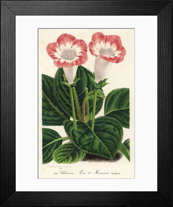 Framed Print : Gloxinia variety, Rose et Hermine, Sinningia speciosa Framed Print : Gloxinia variety, Rose et Hermine, Sinningia speciosa