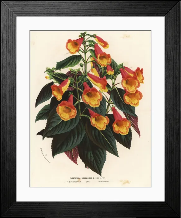 Framed Print : Bicolor Achimenantha x naegelioides cultivar Framed Print : Bicolor Achimenantha x naegelioides cultivar