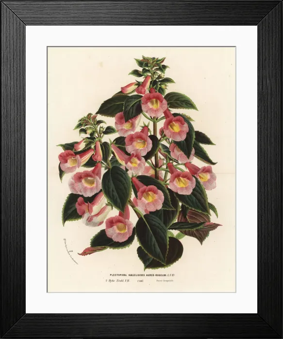 Framed Print : Achimenantha x naegelioides, pink and gold cultivar Framed Print : Achimenantha x naegelioides, pink and gold cultivar