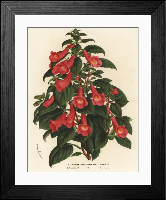 Framed Print : Achimenantha x naegelioides cultivar Framed Print : Achimenantha x naegelioides cultivar