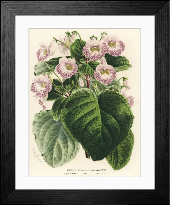 Framed Print : Achimenantha x naegelioides, lilac cultivar Framed Print : Achimenantha x naegelioides, lilac cultivar
