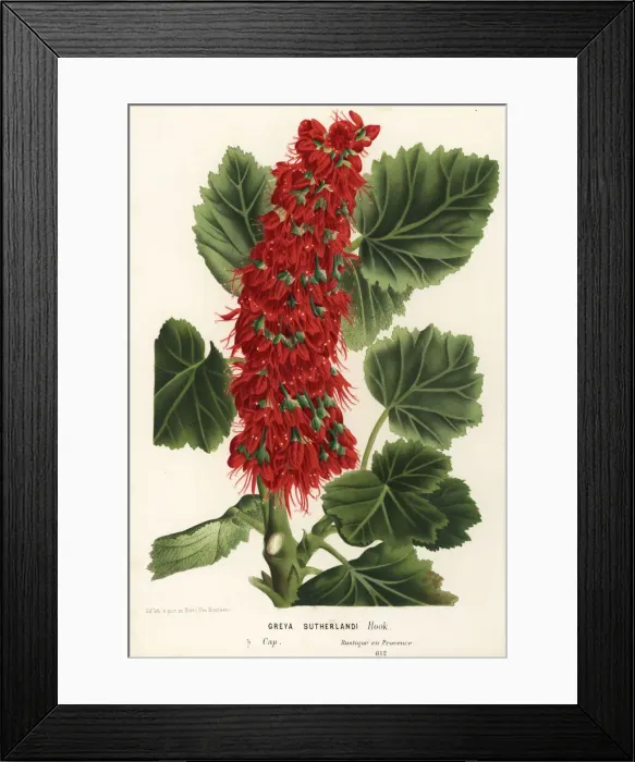 Framed Print : Natal bottlebrush, Greyia sutherlandii