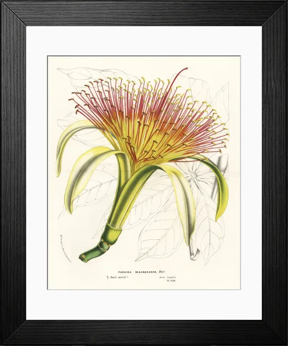 Framed Print : Malabar chestnut or money tree, Pachira aquatica Framed Print : Malabar chestnut or money tree, Pachira aquatica