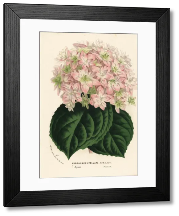 Framed Print : Big-leaf hydrangea, Hydrangea macrophylla Framed Print : Big-leaf hydrangea, Hydrangea macrophylla