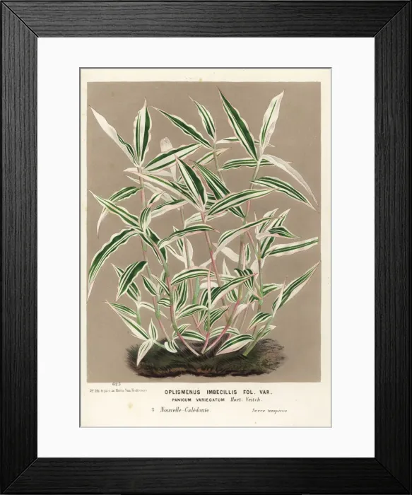 Framed Print : Basket grass, Oplismenus hirtellus Framed Print : Basket grass, Oplismenus hirtellus
