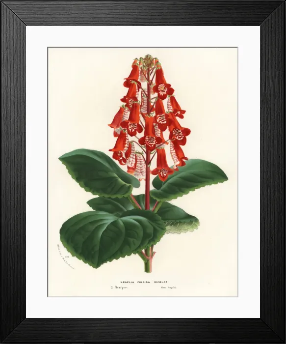 Framed Print : Smithiantha cinnabarina or Smithiantha fulgida Framed Print : Smithiantha cinnabarina or Smithiantha fulgida