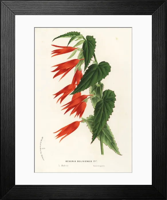 Framed Print : Begonia boliviensis Framed Print : Begonia boliviensis