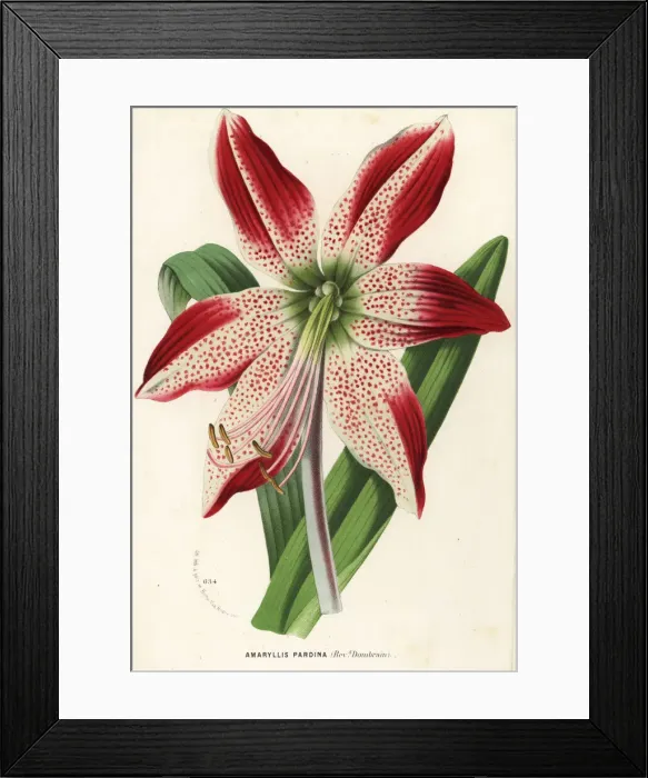 Framed Print : Hippeastrum pardinum Framed Print : Hippeastrum pardinum