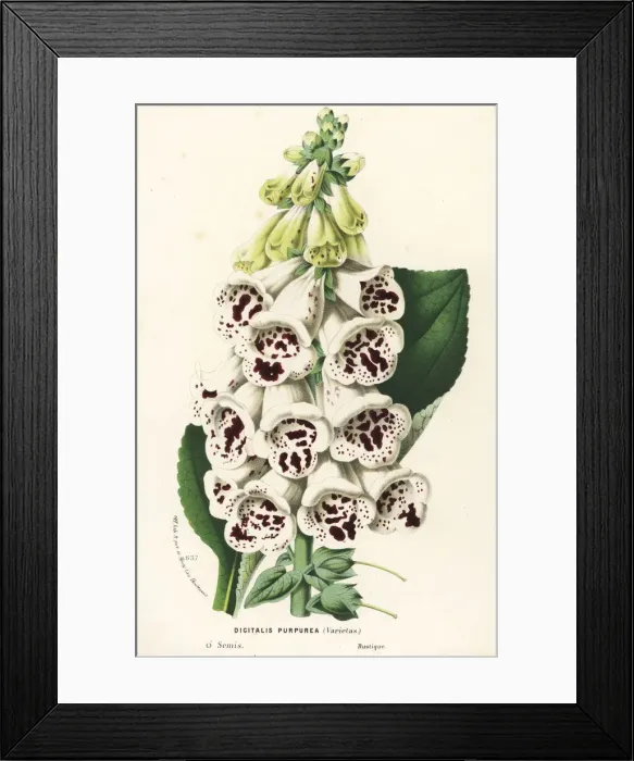 Framed Print : Foxglove variety, Digitalis purpurea Framed Print : Foxglove variety, Digitalis purpurea
