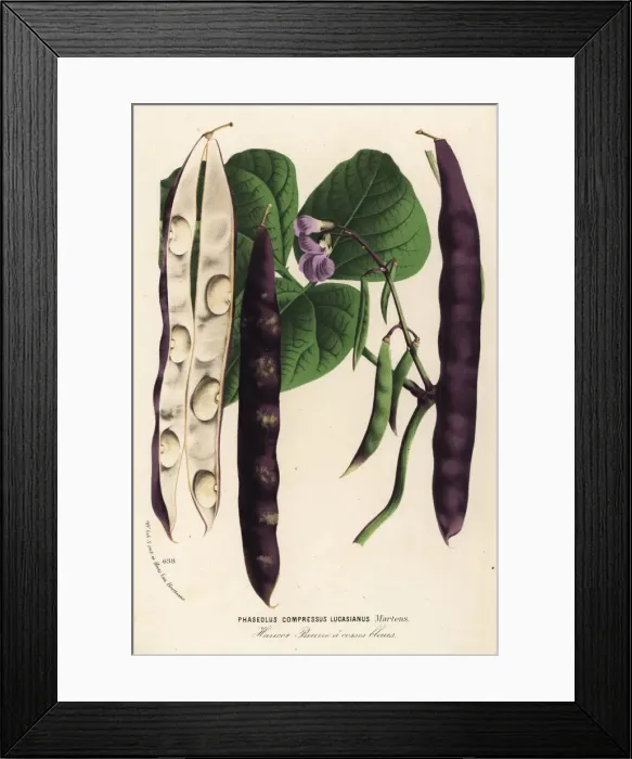Framed Print : Green bean or haricot, Phaseolus vulgaris lucasianus Framed Print : Green bean or haricot, Phaseolus vulgaris lucasianus