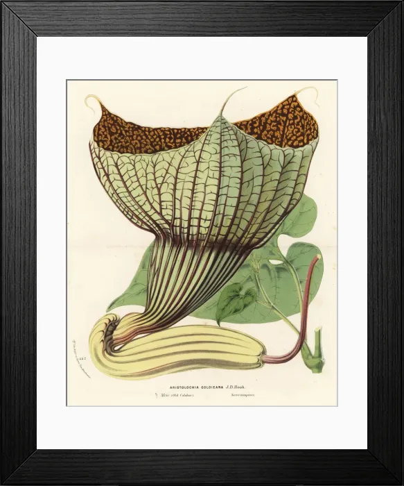 Framed Print : Pararistolochia goldieana. Vulnerable Framed Print : Pararistolochia goldieana. Vulnerable