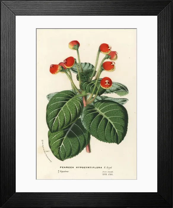 Framed Print : Pearcea hypocyrtiflora. Near threatened Framed Print : Pearcea hypocyrtiflora. Near threatened
