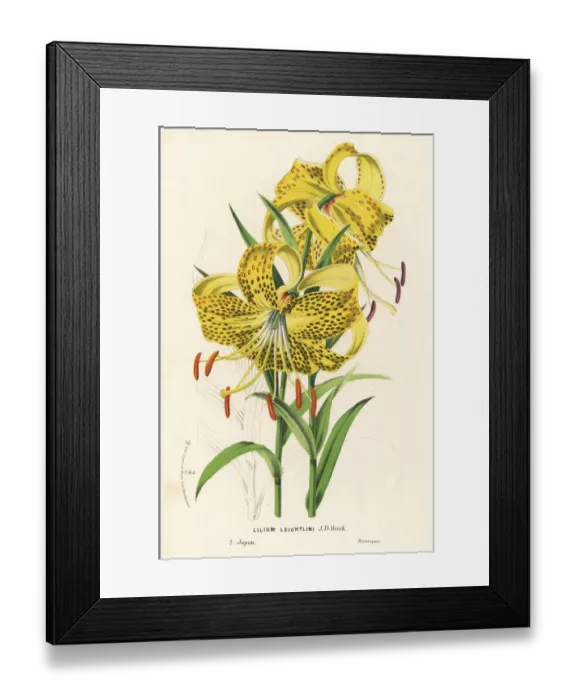 Framed Print : Leichlins lily, Lilium leichtlini. Japan