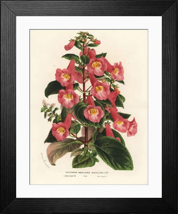 Framed Print : Achimenantha naegelioides, shining variety Framed Print : Achimenantha naegelioides, shining variety