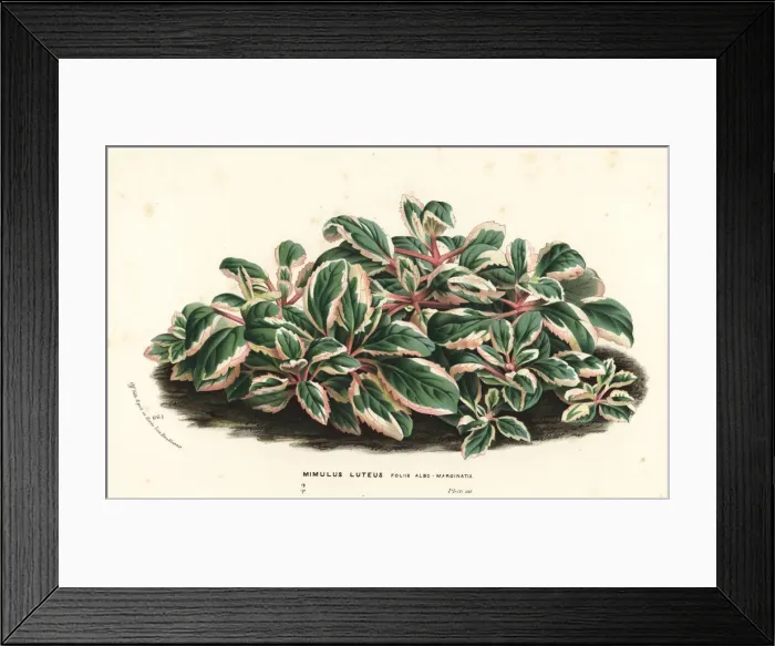 Framed Print : Yellow monkey-flower, Mimulus luteus Framed Print : Yellow monkey-flower, Mimulus luteus