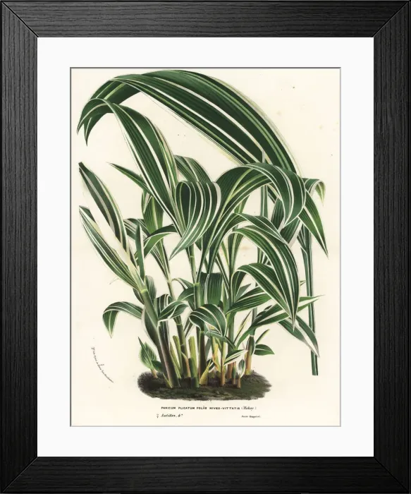 Framed Print : Palmgrass, Setaria palmifolia Framed Print : Palmgrass, Setaria palmifolia