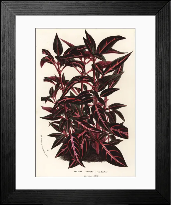 Framed Print : Bloodleaf, Iresine lindenii Framed Print : Bloodleaf, Iresine lindenii