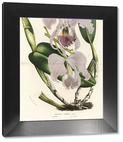 Ruby-lipped cattleya orchid, Cattleya labiata