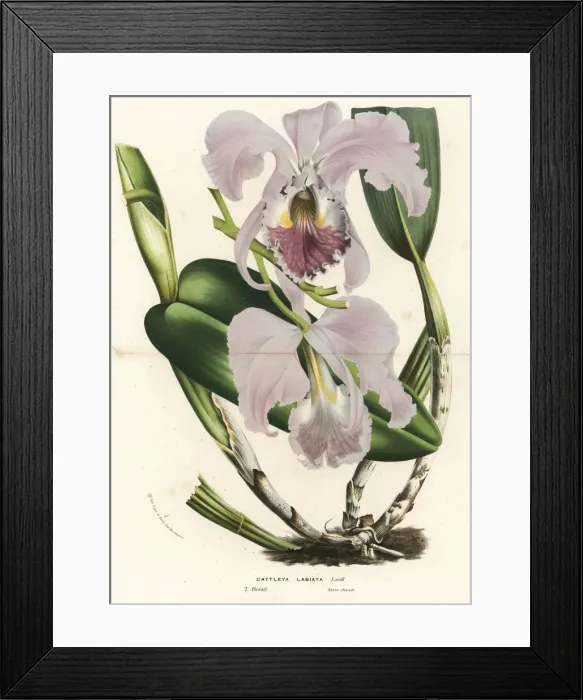 Framed Print : Ruby-lipped cattleya orchid, Cattleya labiata Framed Print : Ruby-lipped cattleya orchid, Cattleya labiata