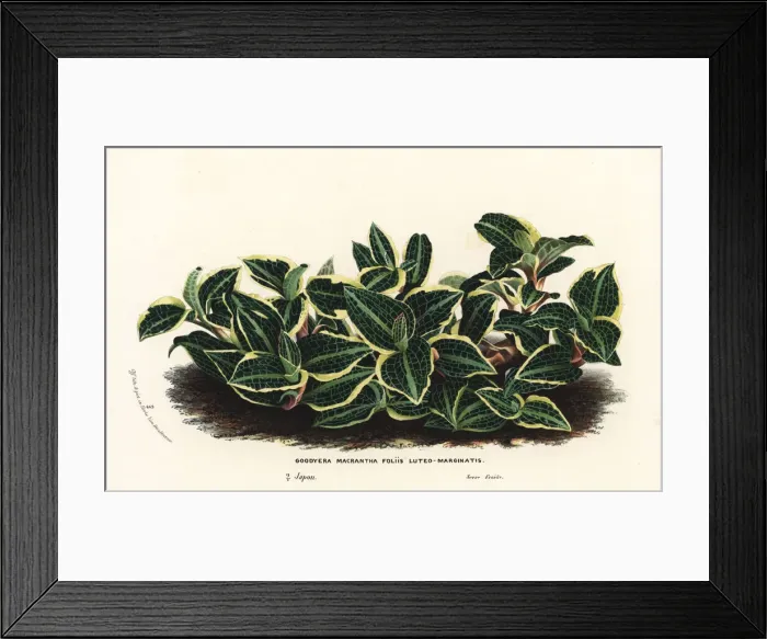 Framed Print : Goodyera biflora orchid or beni shusuran Framed Print : Goodyera biflora orchid or beni shusuran
