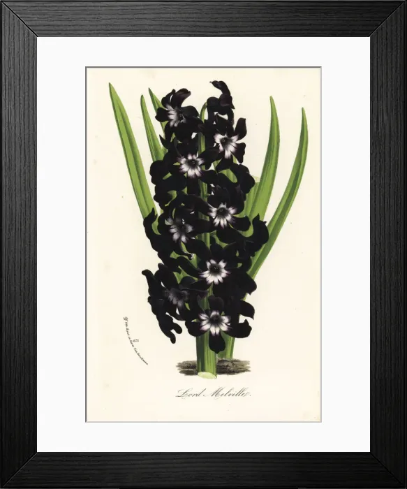 Framed Print : Hyacinth cultivar, Lord Melville, Hyacinthus orientalis Framed Print : Hyacinth cultivar, Lord Melville, Hyacinthus orientalis