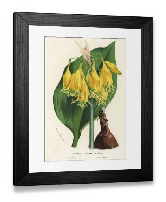 Framed Print : Urceolina urceolata Framed Print : Urceolina urceolata