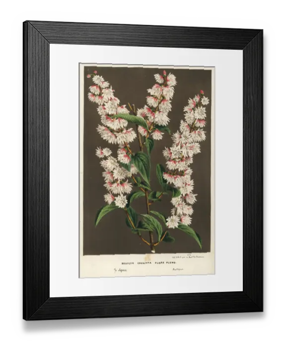 Framed Print : Multi-flowered crenate deutzia, Deutzia crenata flore pleno Framed Print : Multi-flowered crenate deutzia, Deutzia crenata flore pleno