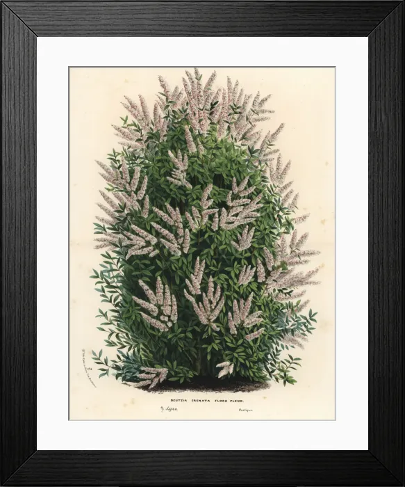 Framed Print : Multi-flowered crenate deutzia, Deutzia crenata flore pleno Framed Print : Multi-flowered crenate deutzia, Deutzia crenata flore pleno
