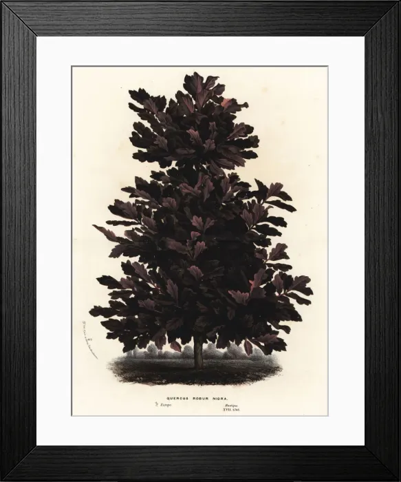 Framed Print : English oak, black variety, Quercus robur nigra Framed Print : English oak, black variety, Quercus robur nigra