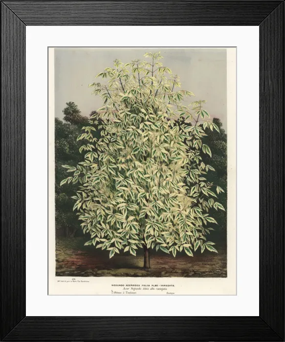 Framed Print : Boxelder maple, Acer negundo Framed Print : Boxelder maple, Acer negundo