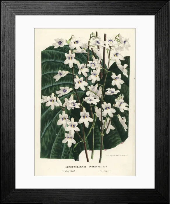 Framed Print : Cape primrose, Streptocarpus saundersii Framed Print : Cape primrose, Streptocarpus saundersii