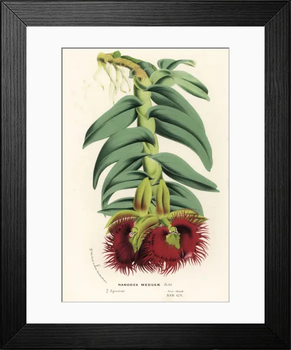 Framed Print : Medusa epidendrum orchid, Epidendrum medusae Framed Print : Medusa epidendrum orchid, Epidendrum medusae