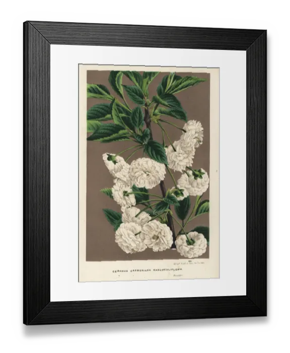 Framed Print : Sour cherry tree, Prunus cerasus Framed Print : Sour cherry tree, Prunus cerasus