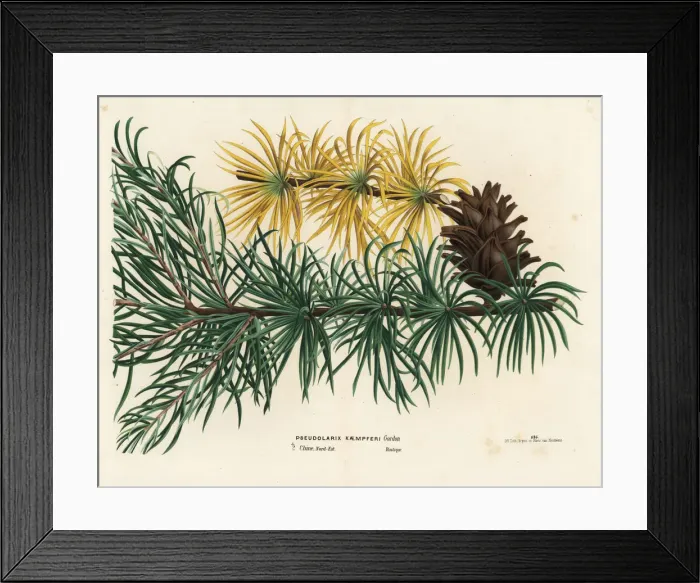 Framed Print : Japanese larch or karamatsu, Larix kaempferi Framed Print : Japanese larch or karamatsu, Larix kaempferi