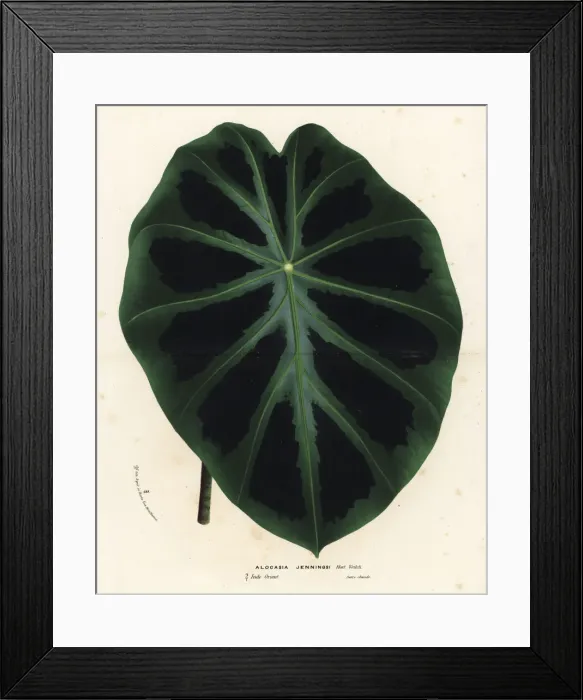 Framed Print : Elephant ear, Colocasia affinis Framed Print : Elephant ear, Colocasia affinis