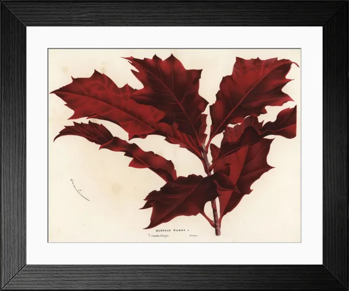 Framed Print : Northern red oak, Quercus rubra Framed Print : Northern red oak, Quercus rubra