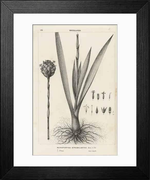 Framed Print : Tufted airplant, Guzmania strobilantha Framed Print : Tufted airplant, Guzmania strobilantha