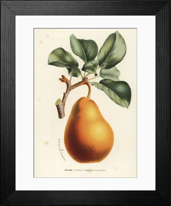 Framed Print : Pear variety, Jules d Airoles, Pyrus communis Framed Print : Pear variety, Jules d Airoles, Pyrus communis