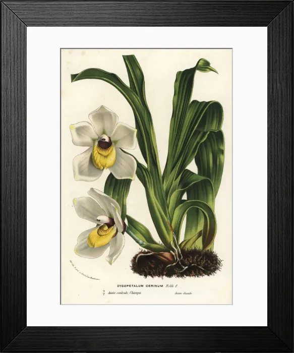 Framed Print : Pescatoria cerina orchid Framed Print : Pescatoria cerina orchid
